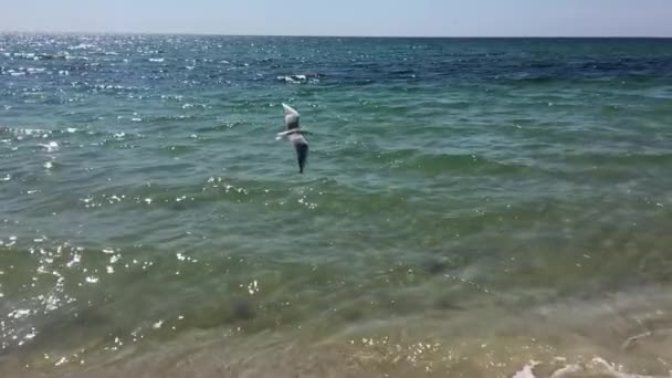 Γλάρους να πετούν πάνω από την επιφάνεια του νερού της θάλασσας — Αρχείο Βίντεο