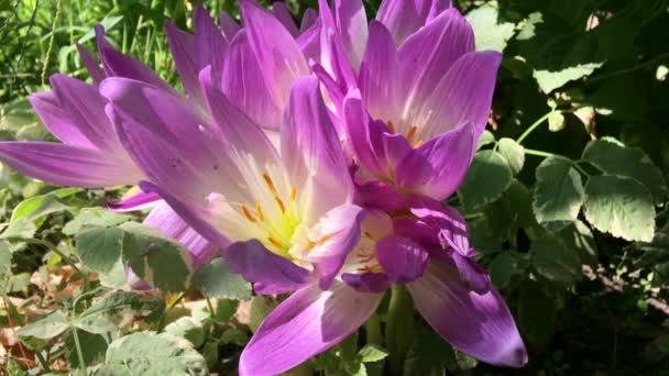 Buisson de crocus violet — Video