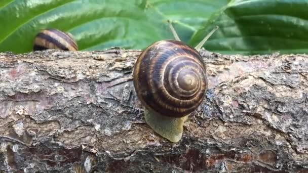 Snigel kryper över en stock och försvinner bakom det — Stockvideo