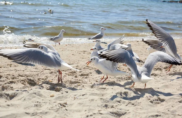 Gaivotas Costa Arenosa Mar Negro Dia Verão Região Ucrânia Kherson — Fotografia de Stock