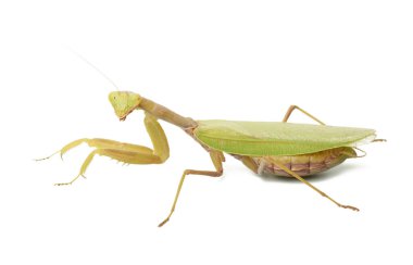 Beyaz arka planda oturan yeşil genç peygamber devesi. Böcek izole edilmiş, yakın plan.