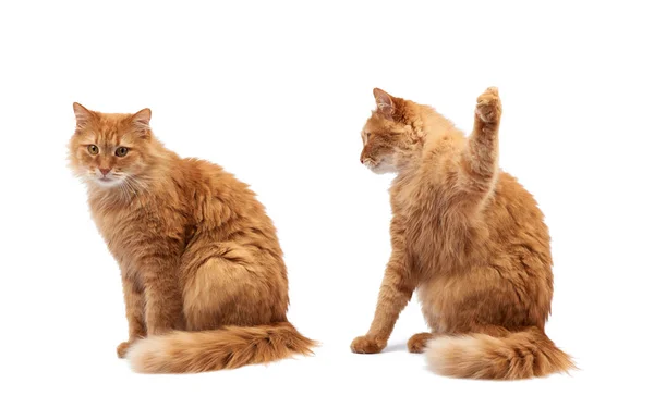 Ενήλικο Χνουδωτή Κόκκινη Γάτα Κάθεται Και Σήκωσε Μπροστινά Πόδια Του — Φωτογραφία Αρχείου