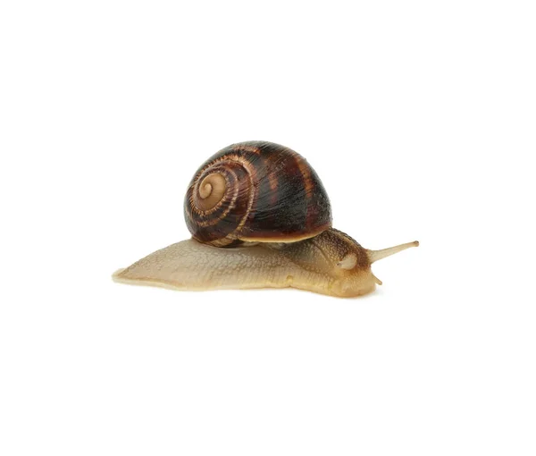 在白色背景上隔离的褐色蜗牛 蛤蟆侧视图 — 图库照片