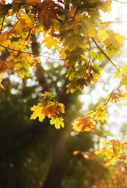 Klonowe Gałęzie Żółtymi Zielonymi Liśćmi Jesienny Park Miejski Żółtymi Liśćmi — Zdjęcie stockowe