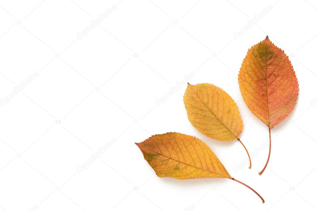 three yellowed cherry leaves isolated on a white background, copy space