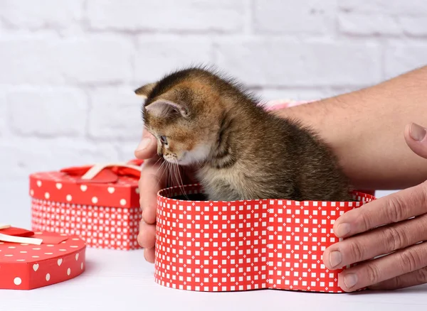 Two Male Hands Holding Cute Kitten Breed Scottish Golden Chinchilla — Stock Photo, Image