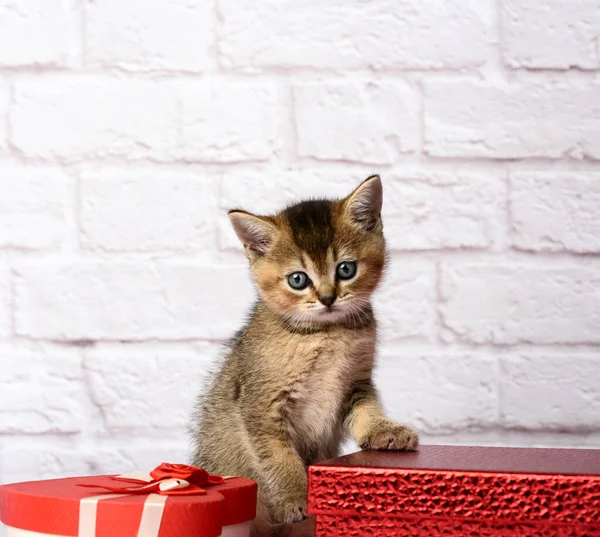 Gatinho Bonito Escocês Dourado Chinchila Raça Reta Senta Fundo Branco — Fotografia de Stock