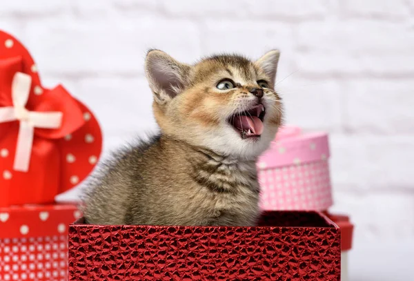 Lindo Gatito Raza Escocesa Oro Chinchilla Recta Sienta Una Caja — Foto de Stock