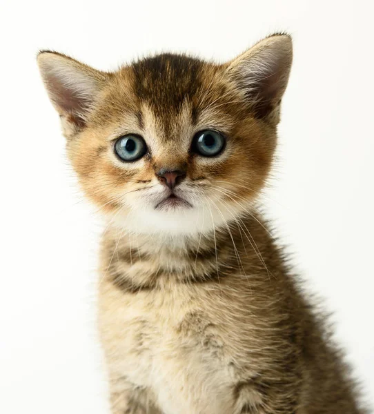 Portrait Cute Kitten Breed Scottish Golden Chinchilla Straight White Background — Stock Photo, Image