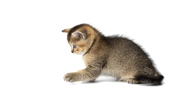 Schattig Kitten Schots Gouden Chinchilla Rechte Ras Kat Spelen Witte — Stockfoto