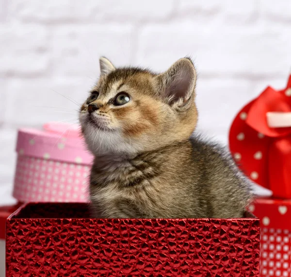 Lindo Gatito Raza Escocesa Oro Chinchilla Recta Sienta Una Caja — Foto de Stock