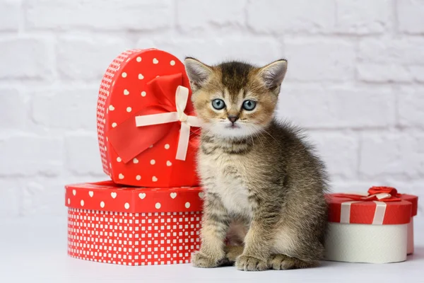 Cute Kitten Scottish Golden Chinchilla Straight Breed Sits White Background — Stock Photo, Image