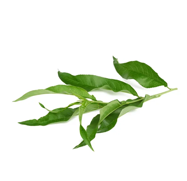 Broskvová Větev Zelenými Listy Izolované Bílém Pozadí Zblízka — Stock fotografie
