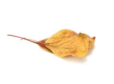 Beyaz arkaplanda kuru sarı kiraz yaprakları izole edilmiş, kapat