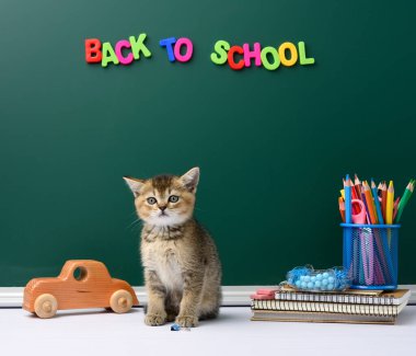 Sevimli kedi yavrusu İskoç altın çinçilya usulü oturma, yeşil tebeşir tahtası ve kırtasiye malzemelerinin arka planı, okula dönüş.