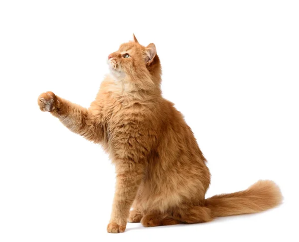 Słodki Dorosły Puszysty Czerwony Kot Siedzi Podniósł Swoje Przednie Łapy — Zdjęcie stockowe