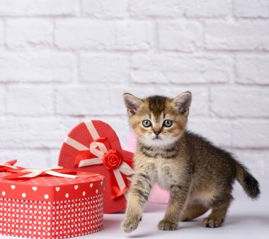 Beyaz arka planda İskoç altın çinçilya cinsi şirin bir kedi yavrusu ve hediyeli kutular, şenlikli bir arka plan.