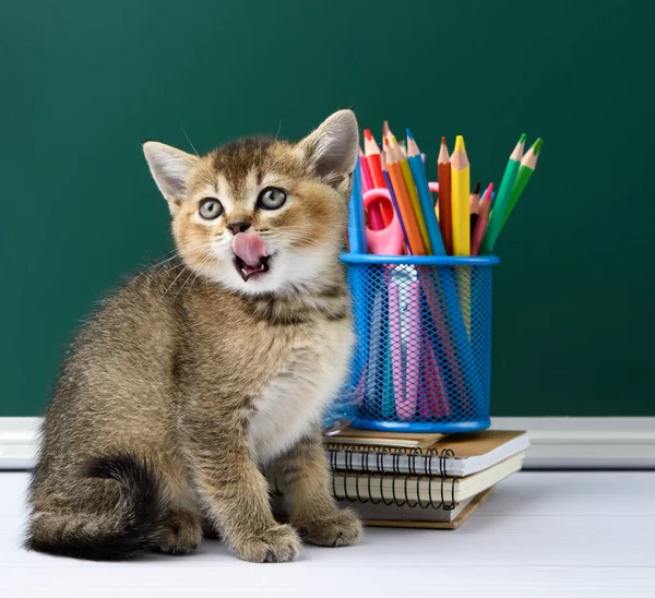 cute kitten scottish golden chinchilla straight sitting on a yellow book on a background of green chalk board and stationery, back to school