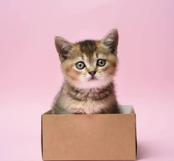 Gatinho Bonito Raça Escocesa Chinchila Dourada Reta Senta Uma Caixa — Fotografia de Stock