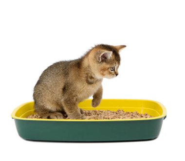 Kedi yavrusu İngiliz çinçillasını gıdıkladı. Plastik bir tuvalette talaş tozuyla oturuyordu. Beyaz arkaplanda izole edilmiş hayvan