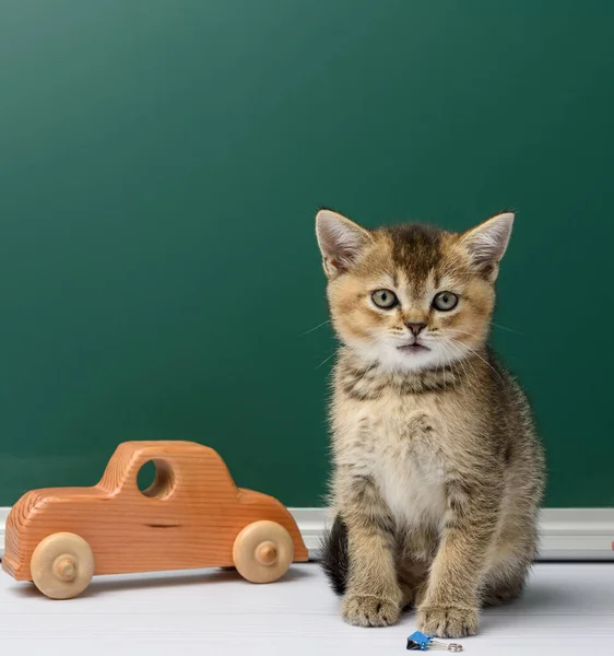 cute kitten scottish golden chinchilla straight sitting on a yellow book on a background of green chalk board, back to school
