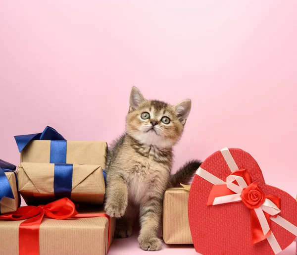 cute kitten Scottish golden chinchilla straight breed sits on a pink background and boxes with gifts, festive background