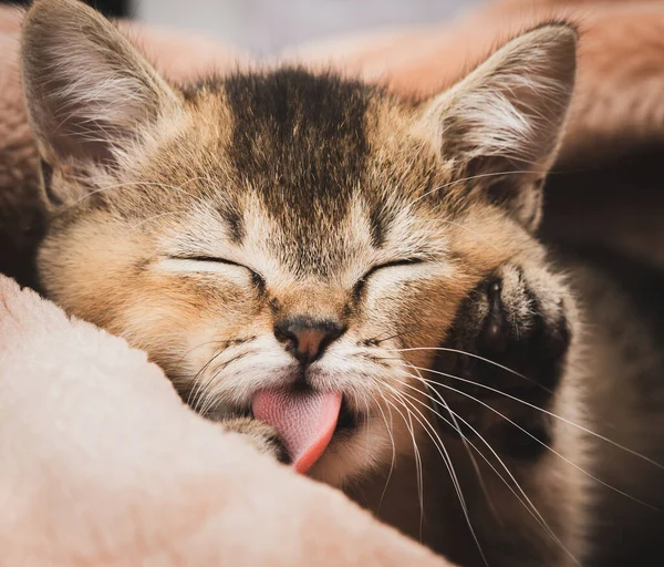 Kitten Golden Ticked British Chinchilla Straight Sleeps Und Leckt Seine — Stockfoto
