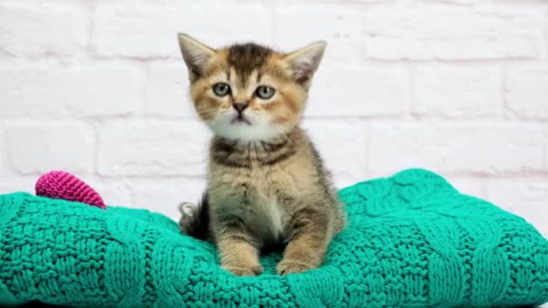 Lindo Gatito Escocés Oro Chinchilla Recta Crianza Gato Sienta Blanco — Vídeos de Stock