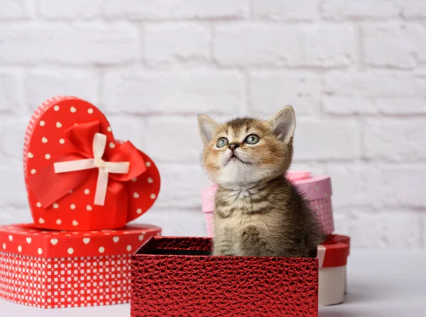 Gatinho Bonito Escocês Dourado Chinchila Raça Reta Senta Fundo Branco — Fotografia de Stock