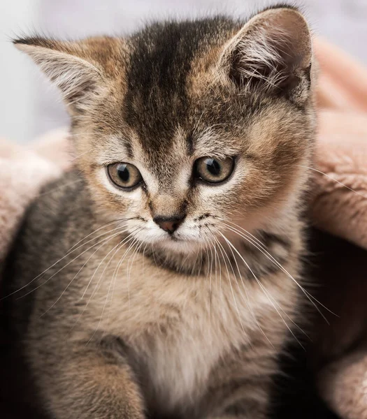 Kitten golden ticked british chinchilla straight, close up