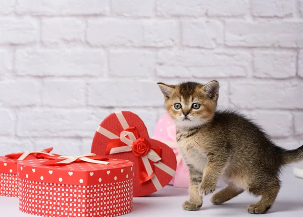 Cute Kitten Scottish Golden Chinchilla Straight Breed Sits White Background — Stock Photo, Image