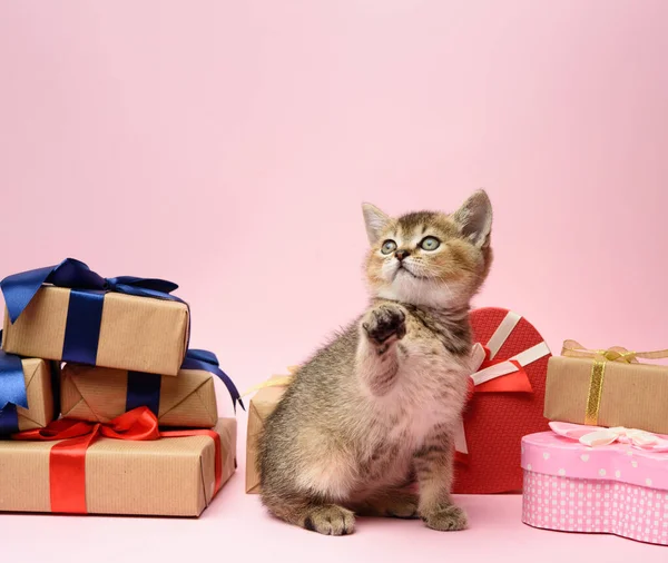 Gatinho Bonito Escocês Dourado Chinchila Raça Reta Senta Fundo Rosa — Fotografia de Stock