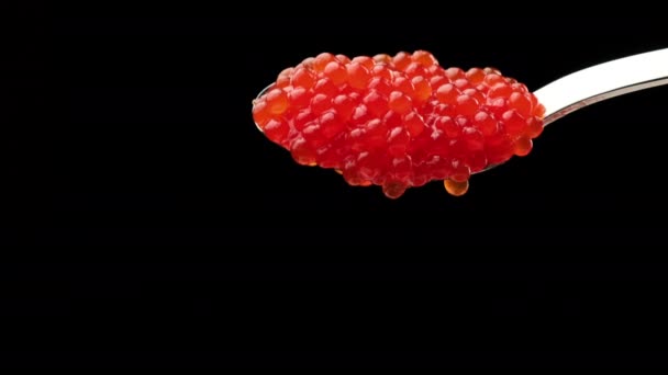 Roter Chum Lachskaviar Einem Metalllöffel Auf Schwarzem Hintergrund Leckeres Und — Stockvideo