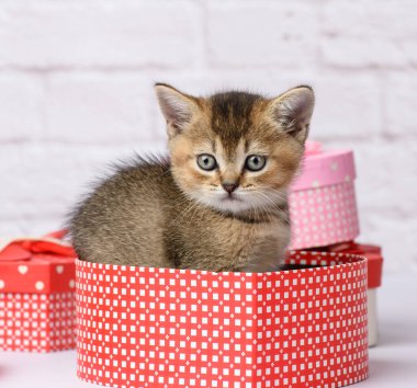 İskoç altın çinçilya cinsi şirin kedi yavrusu beyaz bir arka planda oturur ve hediyelerle dolu kutular, şenlikli arka plan