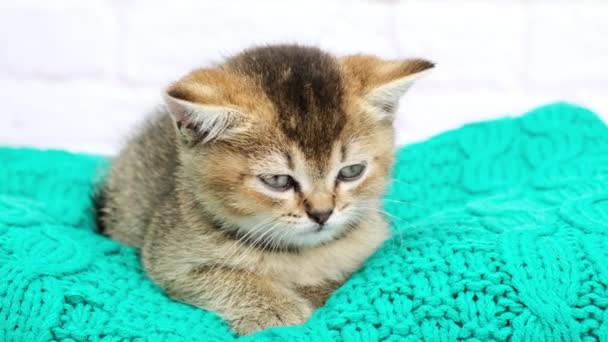 Bonito Gatinho Escocês Dourado Chinchila Linha Reta Raça Gato Cai — Vídeo de Stock