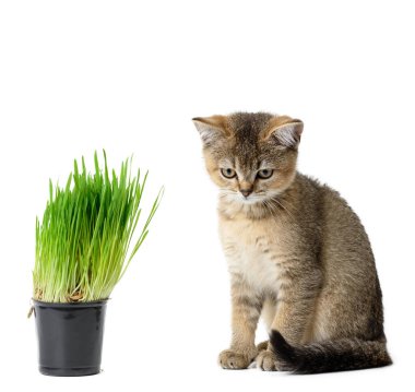Kedi yavrusu altın işaretli İngiliz çinçillası beyaz bir arka planda, büyüyen yeşil otların yanında oturur.