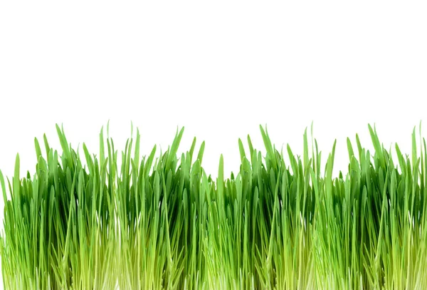 Grüne Blattrand Aus Gekeimtem Getreide Gras Isoliert Auf Weißem Hintergrund — Stockfoto