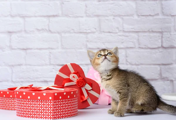 Cute Kitten Scottish Golden Chinchilla Straight Breed White Background Boxes — Stock Photo, Image