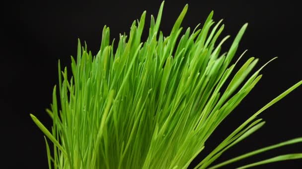 Mão Feminina Toca Folhas Verdes Cereais Grama Fundo Preto Close — Vídeo de Stock