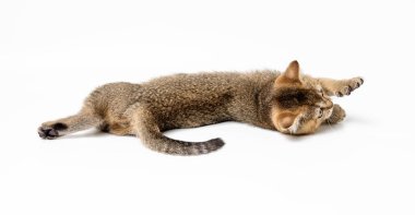 Kedi yavrusu beyaz arka planda İngiliz çinçilyasına tik taktı. Kedi yalan söyler