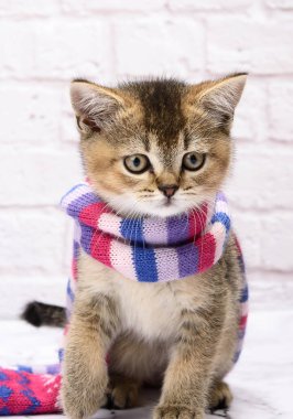 Kedi yavrusu beyaz arka planda İngiliz çinçilyasına tik taktı. Kedi örgü bir eşarbın içinde duruyor.