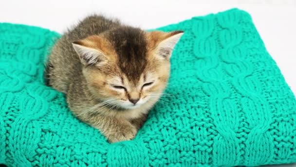 Χαριτωμένο Γατάκι Σκωτίας Χρυσή Chinchilla Ευθεία Φυλή Γάτα Αποκοιμιέται Κάθεται — Αρχείο Βίντεο