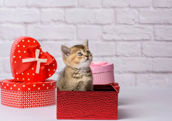 Gatinho Bonito Escocês Dourado Chinchila Raça Reta Senta Fundo Branco — Fotografia de Stock