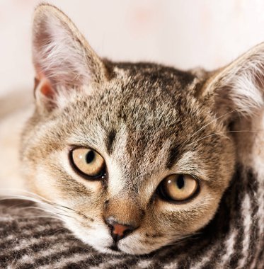 Genç safkan İngiliz çinçilya kedisi yalan söylüyor ve dinleniyor.