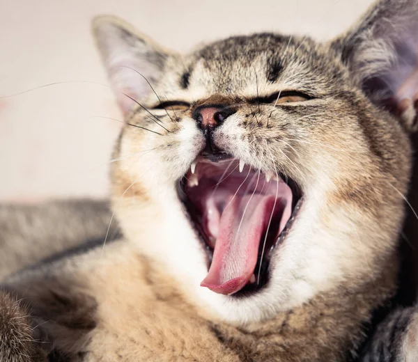 Reinrassiges Kätzchen Britischer Chinchilla Mit Geraden Ohren Öffnete Seinen Mund — Stockfoto