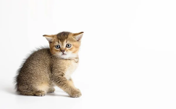 Gatito Oro Tictac Chinchilla Británica Recta Sienta Sobre Fondo Blanco —  Fotos de Stock