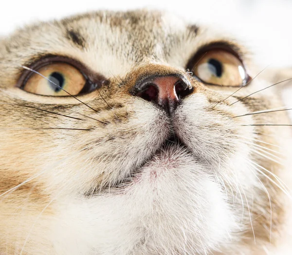 Kedi Burunlu Ngiliz Çinçillası Düz Kulaklı Yakın Plan — Stok fotoğraf