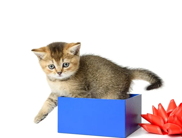 Gatinho Bonito Raça Chinchila Reta Senta Uma Caixa Presente Azul — Fotografia de Stock