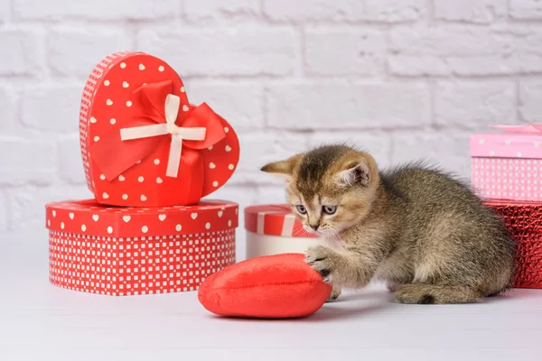 Cute Kitten British Golden Chinchilla Straight Breed Sits White Background — Stock Photo, Image