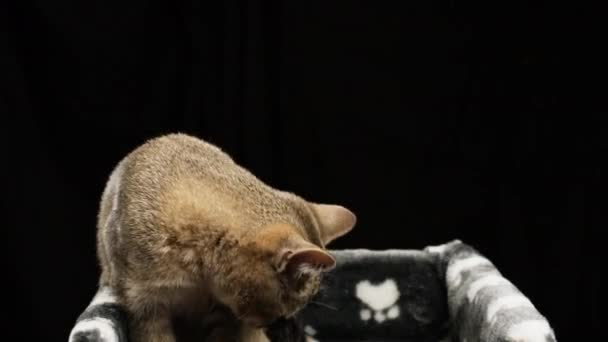 Γκρι Καθαρόαιμο Γατάκι Σκοτσέζικο Ευθεία Chinchilla Βρίσκεται Μαύρο Φόντο Γάτα — Αρχείο Βίντεο